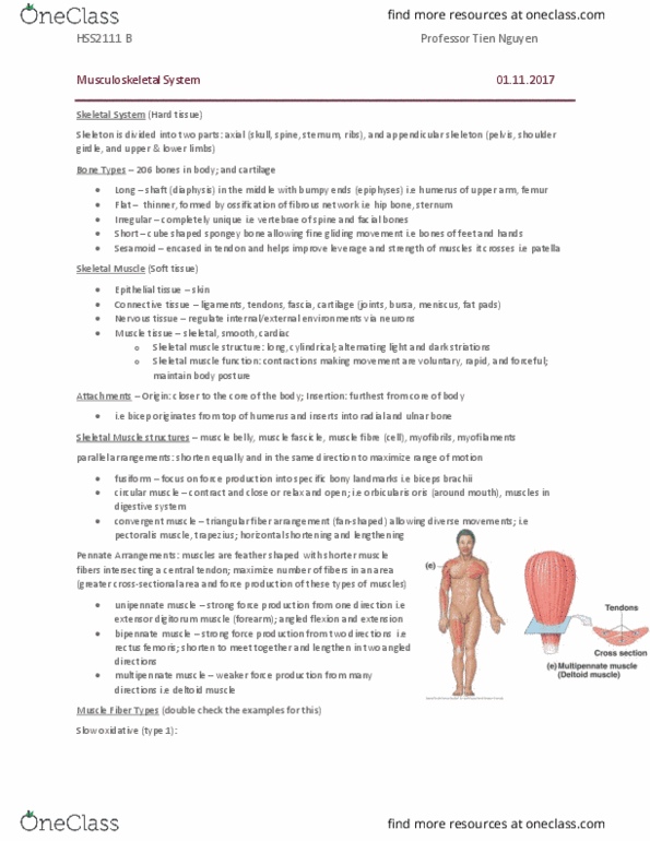 HSS 2111 Chapter Notes - Chapter 1, 2, 3: Biceps, Rectus Femoris Muscle, Extensor Digitorum Muscle thumbnail