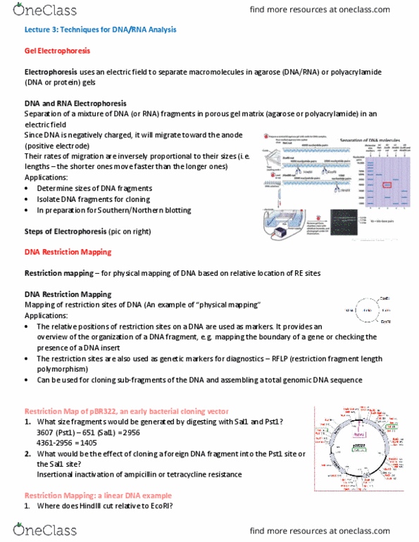 MCB 2050 Lecture Notes - Lecture 3: Restriction Fragment Length Polymorphism, Restriction Map, Insertional Mutagenesis thumbnail