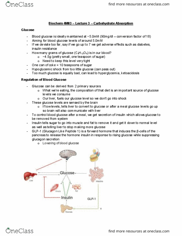 BIOCHEM 4M03 Lecture Notes - Lecture 3: Intestinal Epithelium, Glut5, Blood Sugar thumbnail