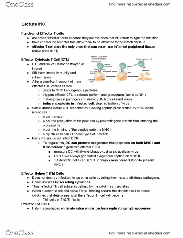 Microbiology and Immunology 2500A/B Lecture Notes - Lecture 10: Cytotoxic T Cell, Mhc Class I, Mhc Class Ii thumbnail