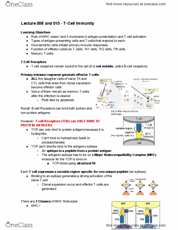 Microbiology and Immunology 2500A/B Lecture Notes - Lecture 8: Major Histocompatibility Complex, Memory T Cell, Cytotoxic T Cell thumbnail