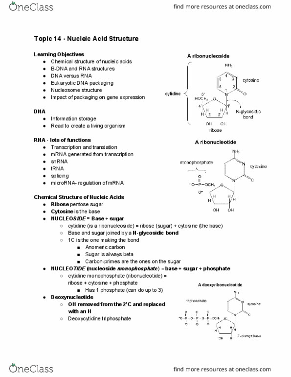Biochemistry 2280A Lecture Notes - Lecture 14: Cytidine Monophosphate, Deoxycytidine Triphosphate, Glycosidic Bond thumbnail