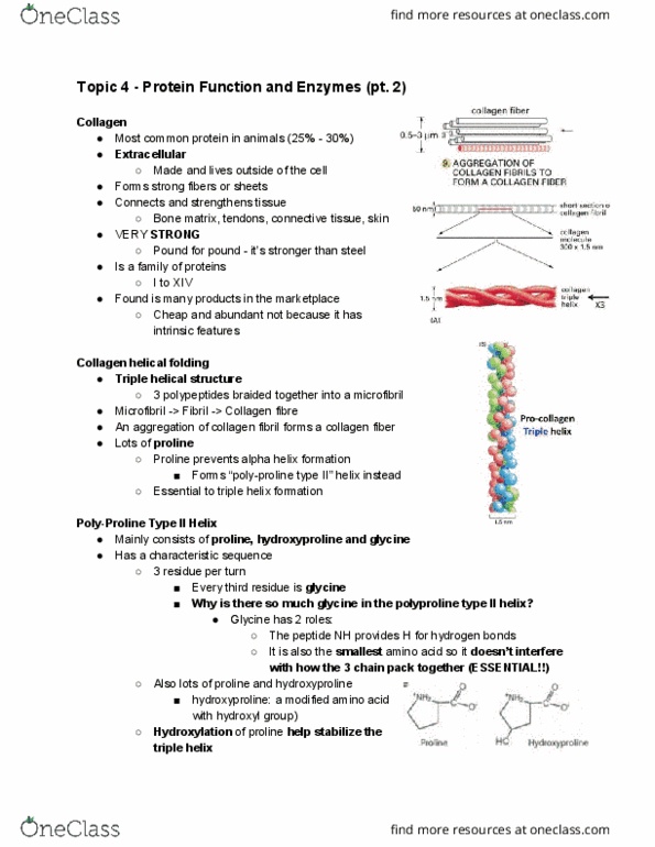 Biochemistry 2280A Lecture Notes - Lecture 4: Triple Helix, Hydroxyproline, Fibril thumbnail