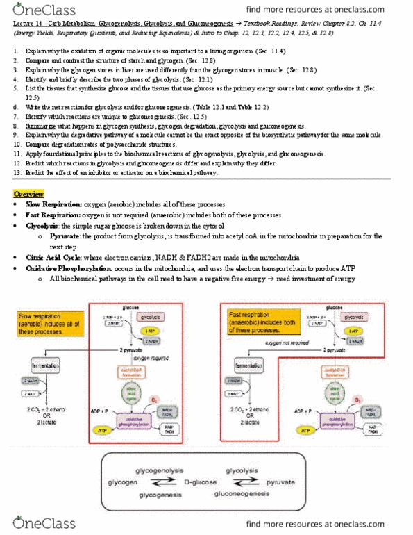 BIOCHEM 420 Lecture Notes - Lecture 14: Glycogen Phosphorylase, Glycogen Synthase, Oxidative Phosphorylation thumbnail