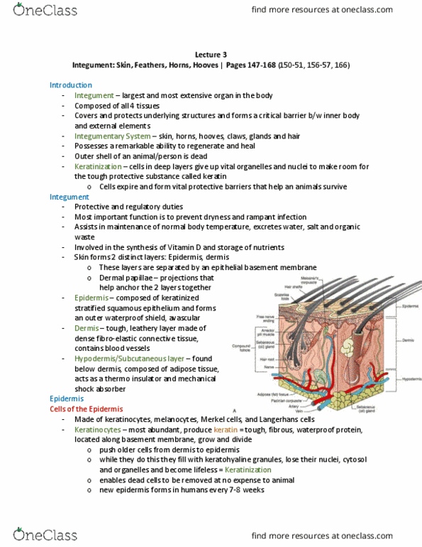 ANSC 2340 Chapter Notes - Chapter 6: Dense Irregular Connective Tissue, Epithelial Root Sheath, Dermis thumbnail