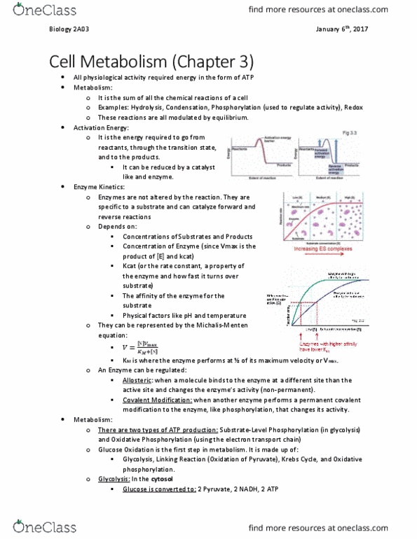 BIOLOGY 2A03 Lecture Notes - Lecture 1: Oxidative Phosphorylation, Enzyme Kinetics, Reaction Rate Constant thumbnail