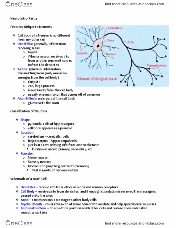 BIOL 1F25 Lecture Notes - Lecture 2: Axon Terminal, Sensory Neuron, Motor Neuron thumbnail