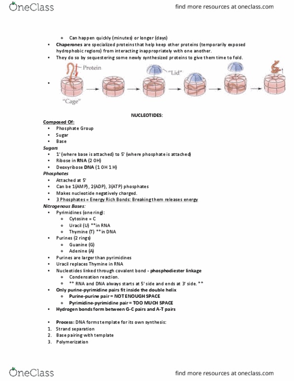 BIOL 112 Lecture Notes - Lecture 4: Deoxyribose, Uracil, Ribose thumbnail