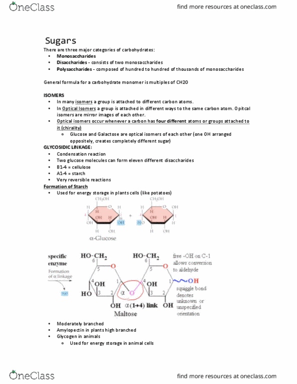 BIOL 112 Lecture Notes - Lecture 6: Galactose, Cellulose, Glycogen thumbnail