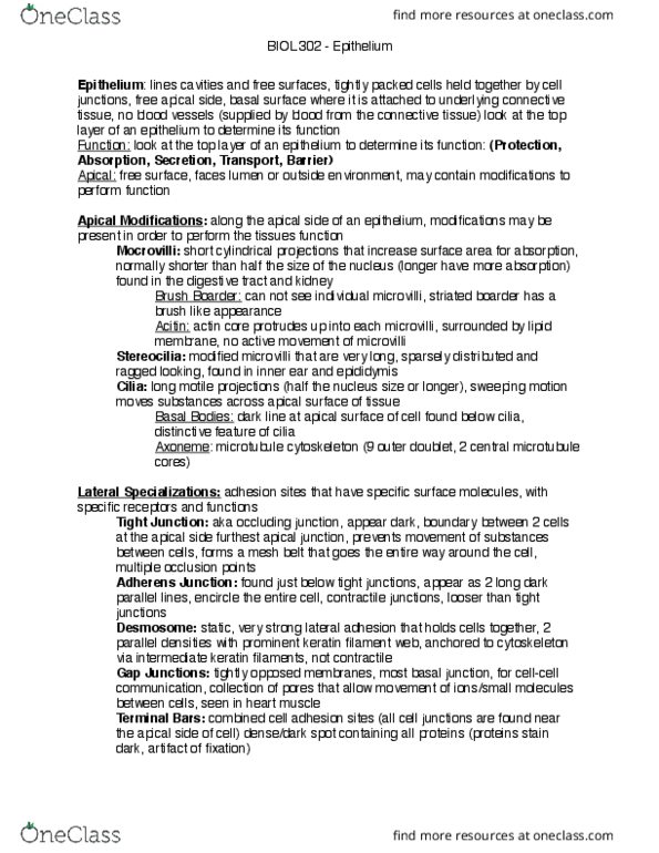 BIOL302 Lecture Notes - Lecture 1: Basal Lamina, Tight Junction, Cell Adhesion thumbnail