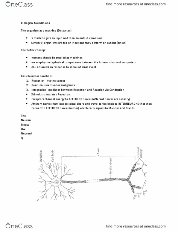 Psychology 1000 Lecture Notes - Lecture 4: Resting Potential, Multiple Sclerosis, The Reflex thumbnail