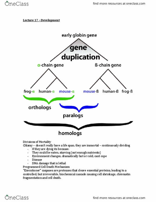 Biology 1002B Lecture Notes - Lecture 17: Zygote, Gene Duplication, Dna-Binding Domain thumbnail