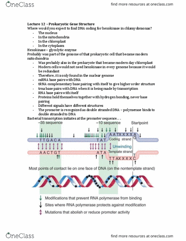 Biology 1002B Lecture Notes - Lecture 12: Start Codon, Ribosomal Rna, Genetic Code thumbnail
