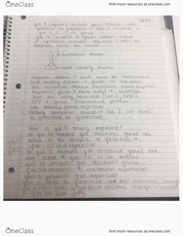 BIO 230 Lecture Notes - Lecture 26: Mendelian Inheritance, Meiosis, 2Degrees thumbnail