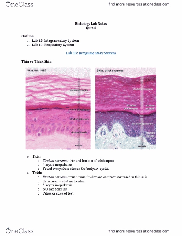 Anatomy and Cell Biology 3309 Lecture Notes - Lecture 4: Trachea, Alveolar Cells, Tubular Gland thumbnail