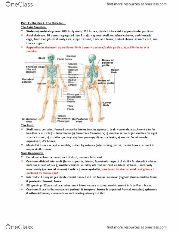 ANP 1106 Chapter Notes - Chapter 7: Subclavian Artery, Sternal Angle, Sacrospinous Ligament thumbnail