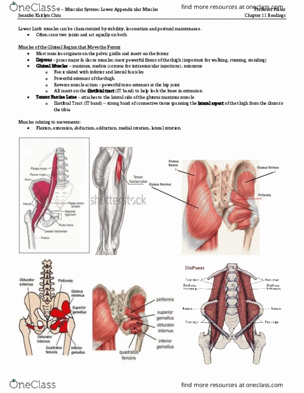 Kinesiology 2222A/B Lecture Notes - Lecture 7: Abductor Hallucis Muscle, Cuboid, Flexor Digitorum Brevis Muscle thumbnail