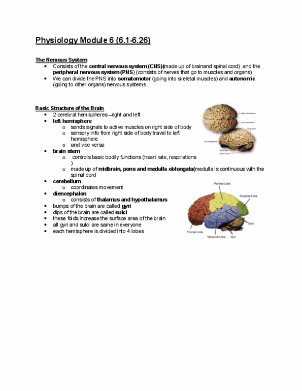 Physiology 2130 Lecture Notes - Lecture 6: Amygdala, Bradycardia, Afferent Nerve Fiber thumbnail