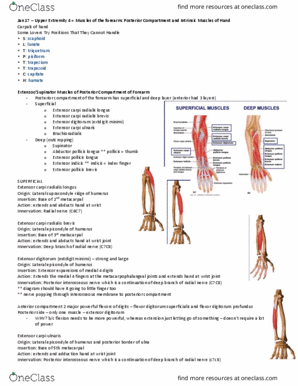 Anatomy and Cell Biology 3319 Lecture Notes - Lecture 21: Ulnar Nerve, Hypothenar Eminence, Opponens Pollicis Muscle thumbnail