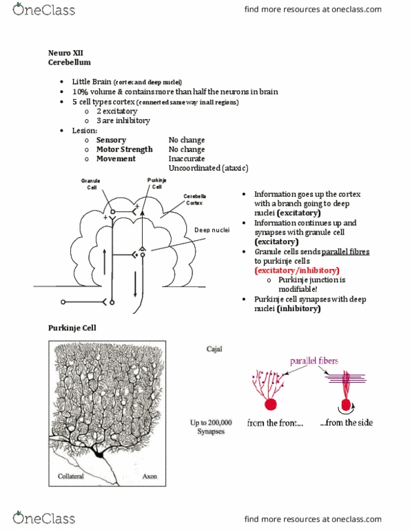 Physiology 3120 Lecture Notes - Lecture 12: Motor Action F.C., Inferior Olivary Nucleus, Thalamus thumbnail