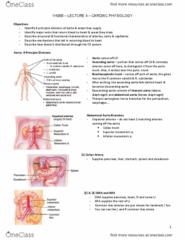 HTHSCI 1H06 Lecture Notes - Lecture 4: Radial Artery, Brachial Artery, Vasoconstriction thumbnail