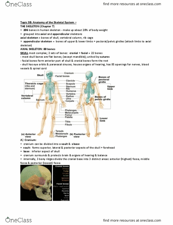 ANP 1106 Lecture Notes - Lecture 4: Lacrimal Sac, Ossification, Cribriform Plate thumbnail