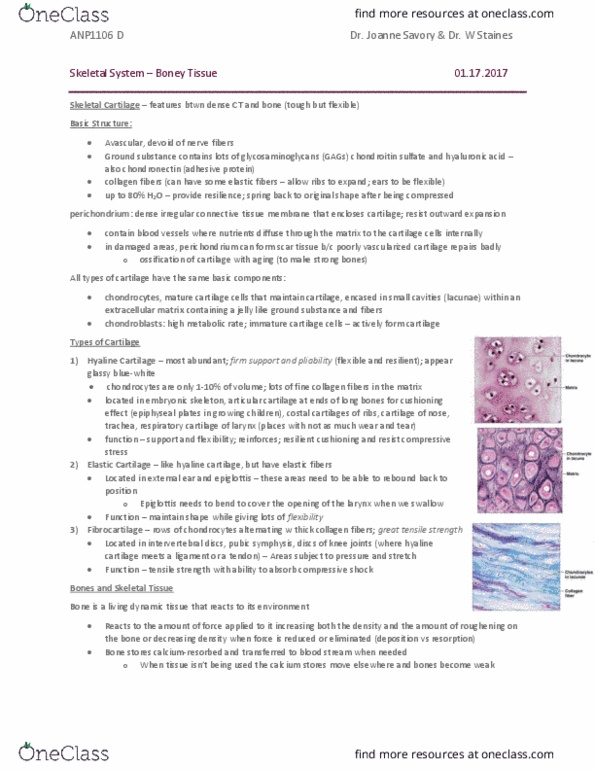 ANP 1106 Chapter Notes - Chapter 6: Dense Irregular Connective Tissue, Hyaline Cartilage, Bone thumbnail
