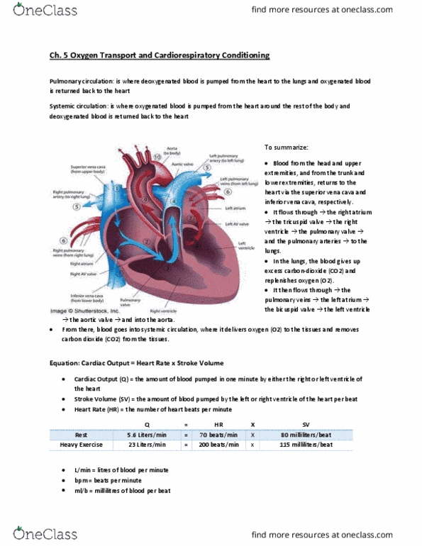 BPK 143 Lecture Notes - Lecture 5: Superior Vena Cava, Pulmonary Valve, Mitral Valve thumbnail