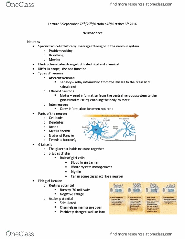 PS101 Lecture Notes - Lecture 5: Monoamine Oxidase, Substantia Nigra, Sympathetic Nervous System thumbnail