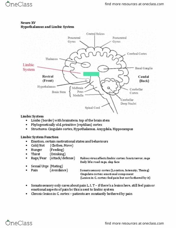 Physiology 3120 Lecture Notes - Lecture 15: Entorhinal Cortex, Limbic System, Cingulate Cortex thumbnail