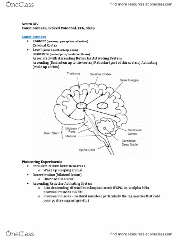 Physiology 3120 Lecture Notes - Lecture 14: Persistent Vegetative State, Cranial Nerves, Evoked Potential thumbnail