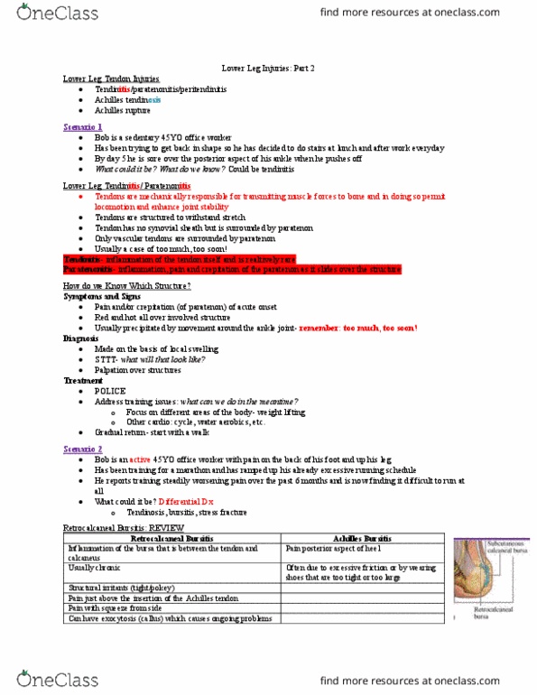 Kinesiology 3336A/B Lecture Notes - Lecture 4: Tendinosis, Ankle, Bursitis thumbnail