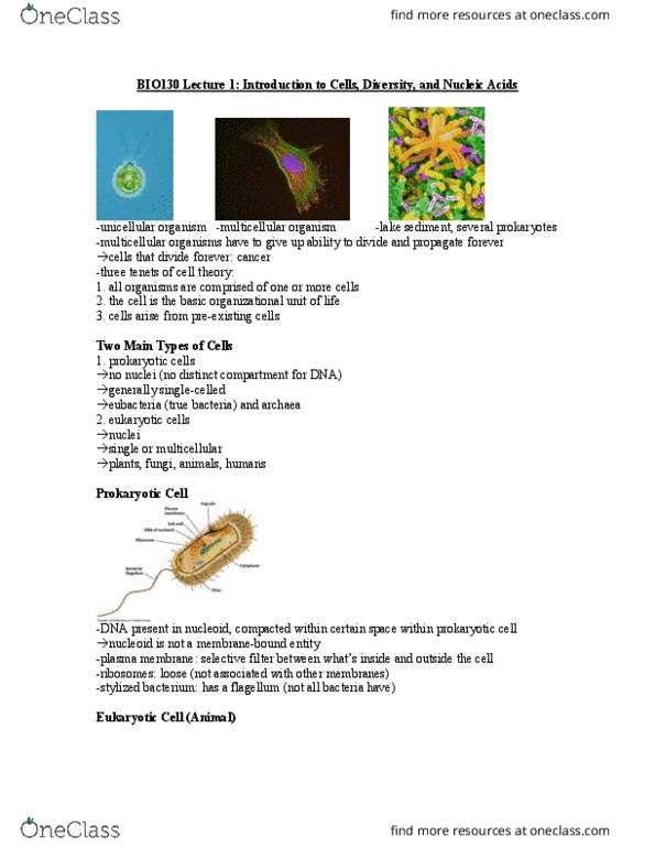 BIO130H1 Lecture Notes - Lecture 1: Endoplasmic Reticulum, Multicellular Organism, Nucleoid thumbnail