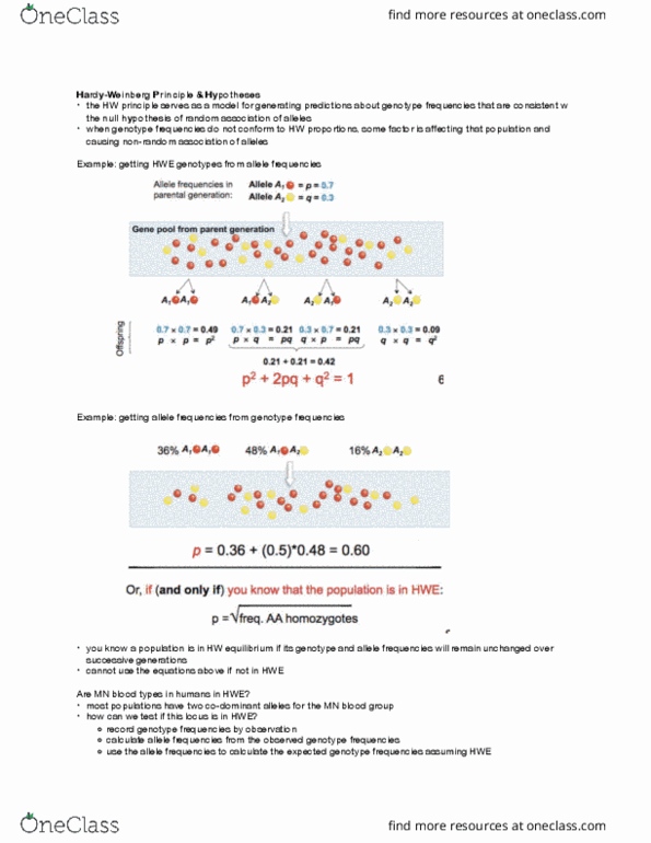 BIOLOGY 1M03 Lecture Notes - Lecture 6: Mns Antigen System, Genotype Frequency, Allele Frequency thumbnail