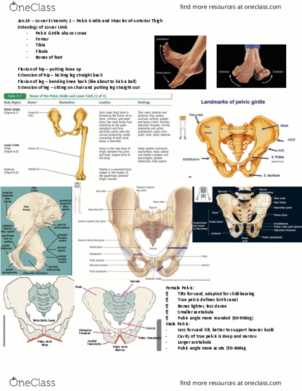 Anatomy and Cell Biology 3319 Lecture Notes - Lecture 23: Pelvic Brim, Acetabulum, Osteochondroma thumbnail