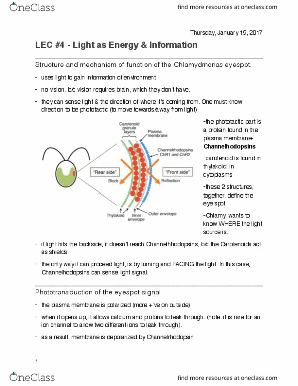 Biology 1002B Lecture Notes - Lecture 4: Channelrhodopsin, Photoisomerization, Phototaxis thumbnail