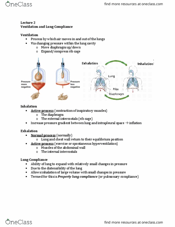Physiology 3120 Lecture Notes - Lecture 2: Pulmonary Compliance, Lung Volumes, External Intercostal Muscles thumbnail