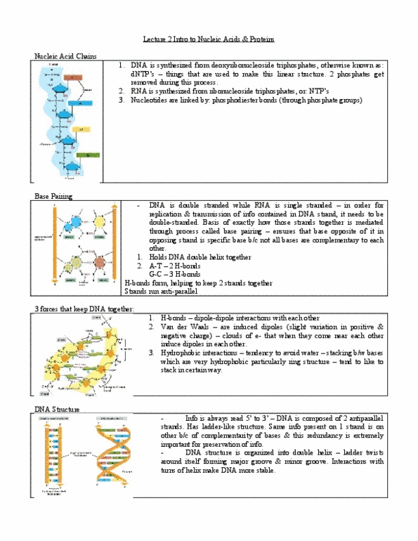 BIO120H1 Lecture Notes - Lecture 14: Deoxyribonucleoside, Tomato Bushy Stunt Virus, Peptide thumbnail