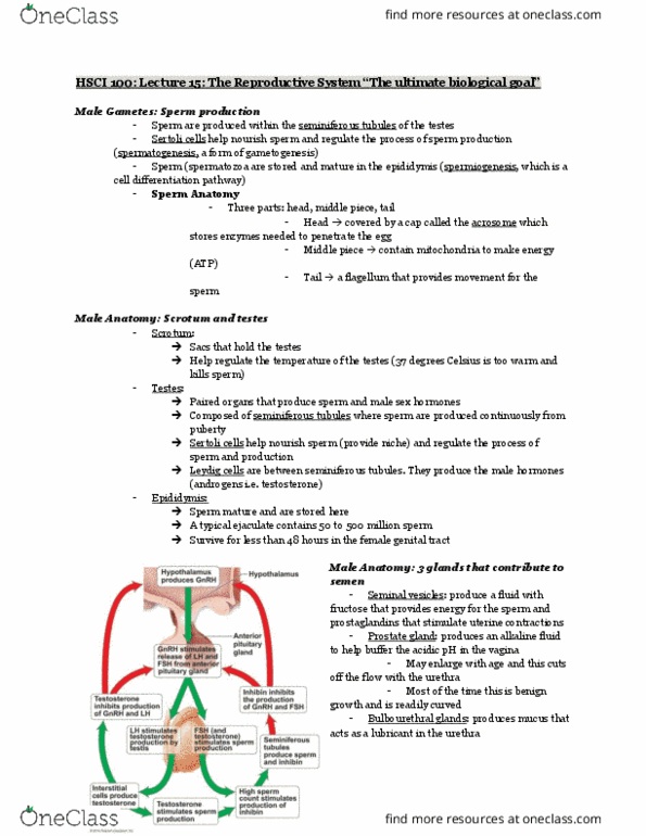 HSCI 100 Lecture Notes - Lecture 15: Seminiferous Tubule, Human Chorionic Gonadotropin, Corpus Luteum thumbnail