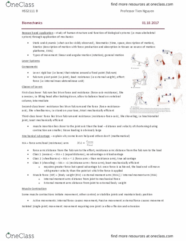 HSS 2111 Chapter Notes - Chapter 3, 4: Latissimus Dorsi Muscle, Reciprocal Inhibition, Agonist thumbnail