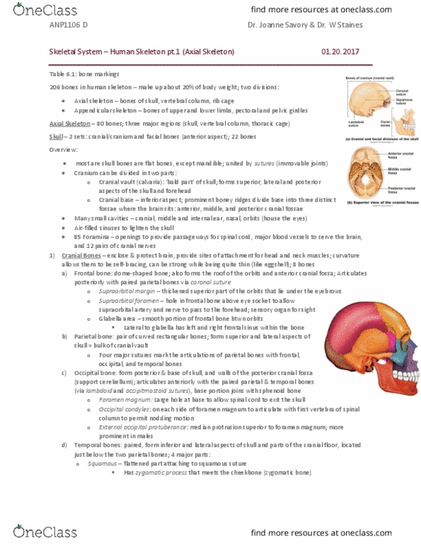 ANP 1106 Lecture Notes - Lecture 3: Anterior Cranial Fossa, Inferior Nasal Concha, Supraorbital Foramen thumbnail