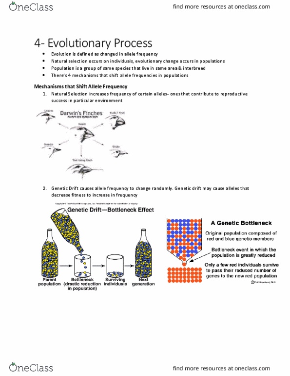 BIOL 1001 Chapter Notes - Chapter 4: Allele Frequency, Genetic Drift, Allele thumbnail