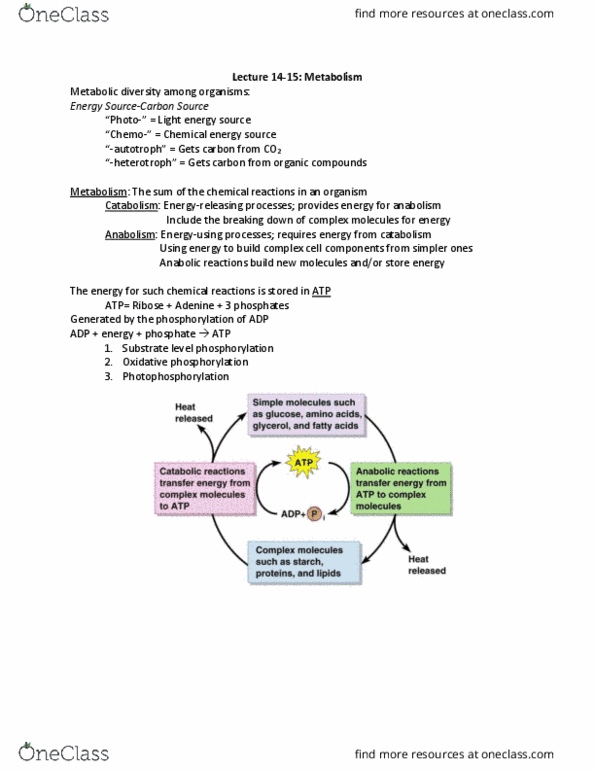 MCB-4403 Lecture Notes - Lecture 7: Nicotinamide Adenine Dinucleotide Phosphate, Oxidative Phosphorylation, Protein Catabolism thumbnail