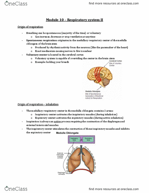 Physiology 2130 Lecture Notes - Lecture 10: External Intercostal Muscles, Respiratory Center, Internal Intercostal Muscles thumbnail
