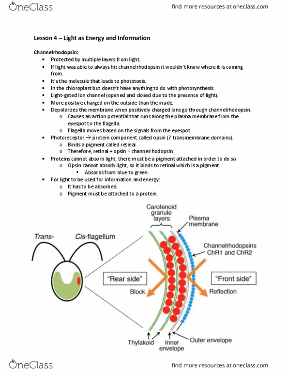 Biology 1002B Lecture Notes - Lecture 4: Channelrhodopsin, Photoreceptor Protein, Opsin thumbnail
