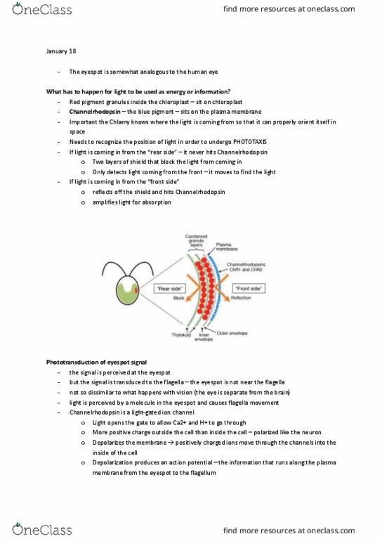 Biology 1002B Lecture Notes - Lecture 4: Chlorophyll, Isomerization, Pigment thumbnail