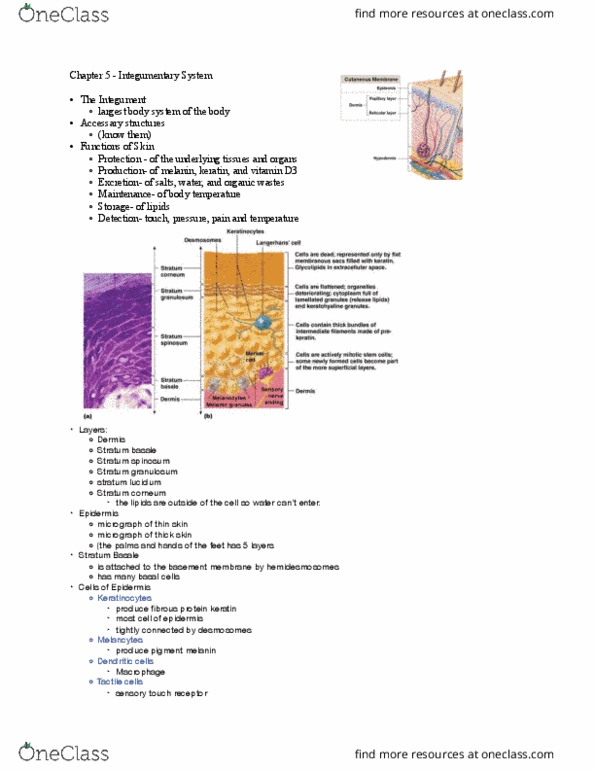 BIOL 3320 Lecture Notes - Lecture 2: Earwax, Hemoglobin, Dendritic Cell thumbnail