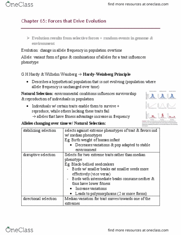 BI111 Chapter Notes - Chapter 65: Gene Flow, Natural Disaster, Genetic Drift thumbnail