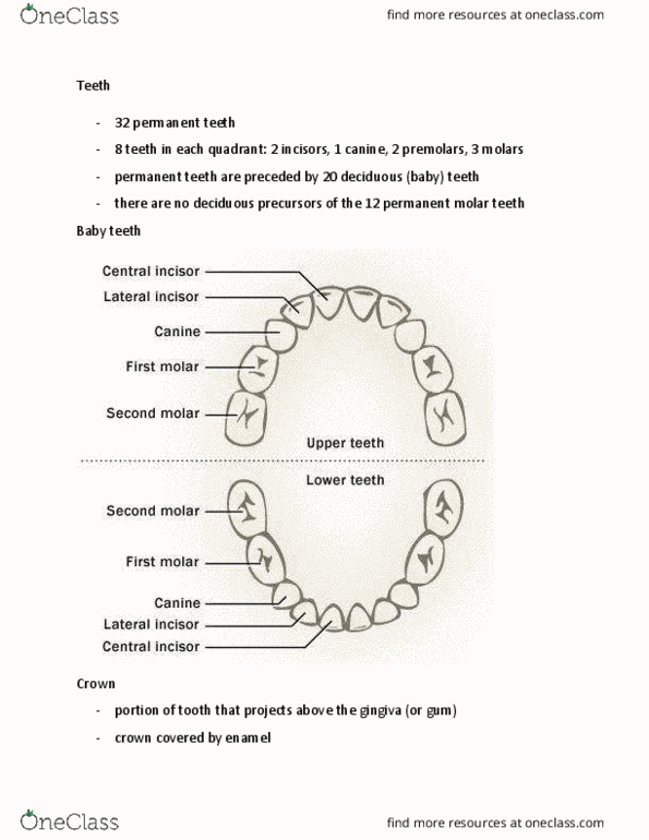 Anatomy and Cell Biology 3309 Lecture Notes - Lecture 15: Periodontal Fiber, Hard Tissue, Apical Foramen thumbnail