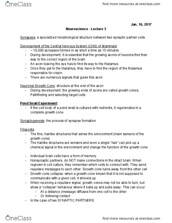 BIOL 1F25 Lecture Notes - Lecture 23: Metabolite, Chemical Synapse, Axon Terminal thumbnail